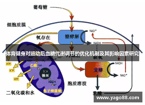 体育健身对运动后血糖代谢调节的优化机制及其影响因素研究